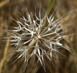 Photo taken in the Scott Creek watershed © 2007 Dylan Neubauer. 